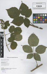 FR0115047_1_Rubus_horridus.zif