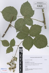 FR0115059_1_Rubus_grossus.zif