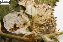 FR0115059_b_Rubus_grossus.jpg