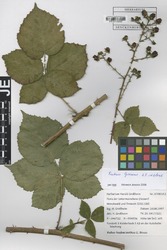 FR0115060_1_Rubus_grossus.zif