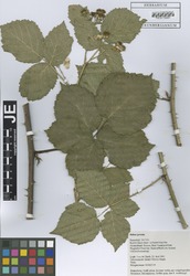 FR0115061_1_Rubus_grossus.zif