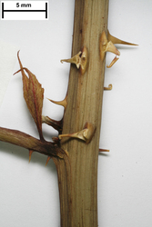 FR0115061_s_Rubus_grossus.jpg