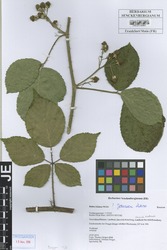 FR0115067_1_Rubus_foliosus.zif