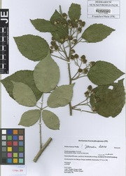 FR0115067_2_Rubus_foliosus.zif