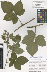 FR0115071_1_Rubus_fasciculatus.zif