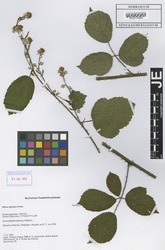 FR0115085_1_Rubus_egregius.zif