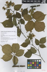 GLM157306_1_Rubus_gratus.zif
