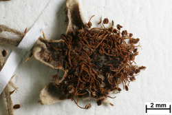 JE00014457_b_Rubus_winteri.jpg