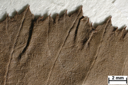 JE00014457_o_Rubus_winteri.jpg