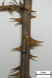 JE00014457_s_Rubus_winteri.jpg