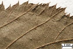 JE00014457_u_Rubus_winteri.jpg
