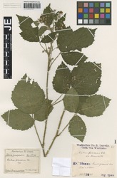 JE00026254_1_Rubus_foliosus.zif