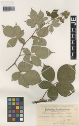 JE00026534_1_Rubus_polyanthemus.zif