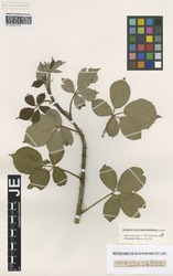JE00026535_1_Rubus_polyanthemus.zif