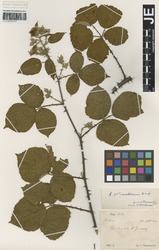 JE00026537_1_Rubus_polyanthemus.zif