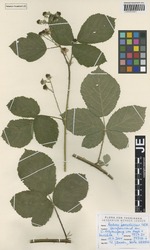 JE00026681_1_Rubus_baruthicus.zif