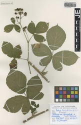 JE00026682_1_Rubus_baruthicus.zif