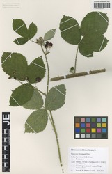 JE00026683_1_Rubus_baruthicus.zif