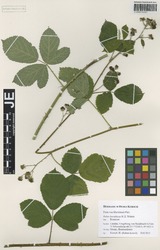 JE00026685_1_Rubus_baruthicus.zif