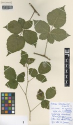 JE00026689_1_Rubus_horridus.zif