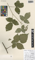 JE00026689_2_Rubus_horridus.zif