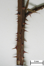 JE00026689_s_Rubus_horridus.jpg