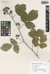 JE00026691_1_Rubus_horridus.zif