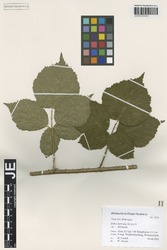 JE00026691_2_Rubus_horridus.zif