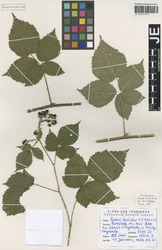 JE00026693_1_Rubus_horridus.zif