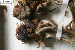 JE00026693_b_Rubus_horridus.jpg