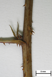 JE00026693_s_Rubus_horridus.jpg