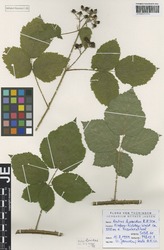 JE00026694_1_Rubus_horridus.zif