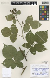 JE00026695_1_Rubus_horridus.zif