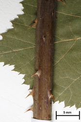 JE00026695_s_Rubus_horridus.jpg