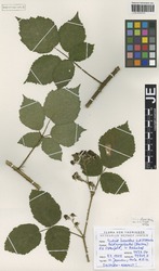 JE00026696_1_Rubus_horridus.zif