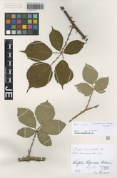 JE00026734_2_Rubus_winteri.zif