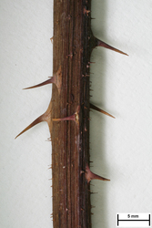 JE00027105_s_Rubus_raduloides.jpg