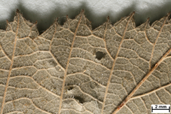 JE00027105_u_Rubus_raduloides.jpg