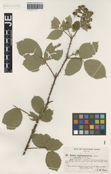 JE00027107_1_Rubus_raduloides.zif