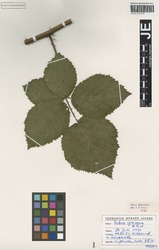 JE00029709_1_Rubus_grossus.zif