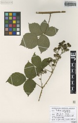 JE00029709_2_Rubus_grossus.zif