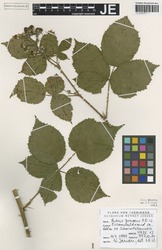 JE00029711_1_Rubus_grossus.zif