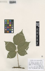 JE00029711_2_Rubus_grossus.zif