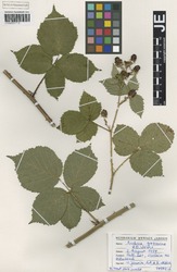 JE00029713_1_Rubus_grossus.zif