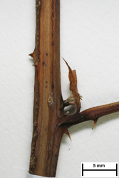 JE00029713_s_Rubus_grossus.jpg