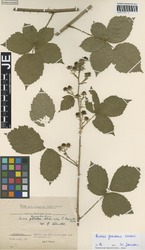 JE00029714_1_Rubus_grossus.zif