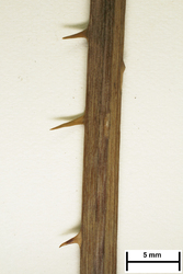 JE00029714_s_Rubus_grossus.jpg