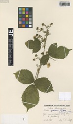 JE00029715_1_Rubus_grossus.zif