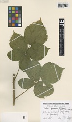 JE00029715_2_Rubus_grossus.zif