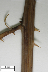 JE00029715_s_Rubus_grossus.jpg